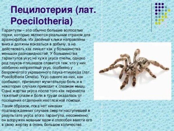 Пецилотерия