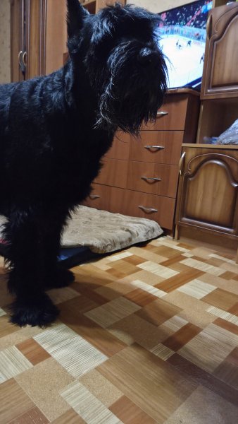 picture_398682547
