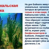 Байкальская губка