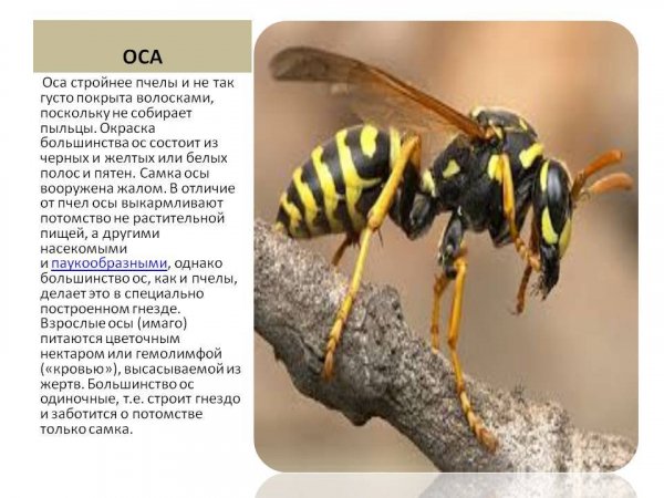 Оса