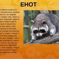 Енот