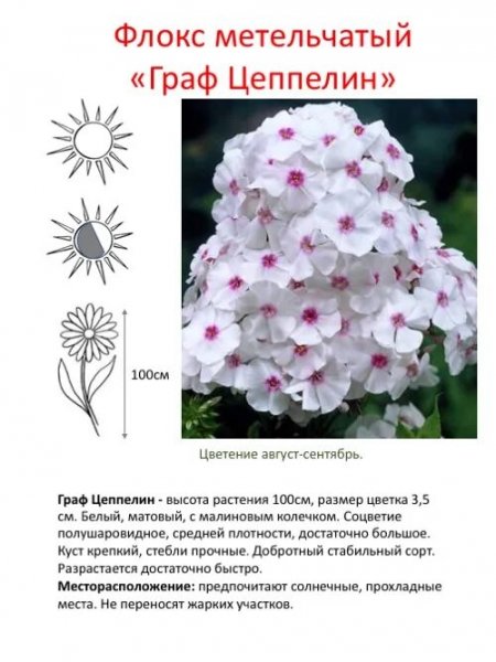 &amp;quot;Граф Цеппелин &amp;quot;