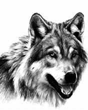 wolf