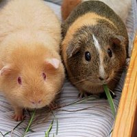 px-Two adult Guinea Pigs (Cavia porcellus)