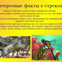 О стрекозах