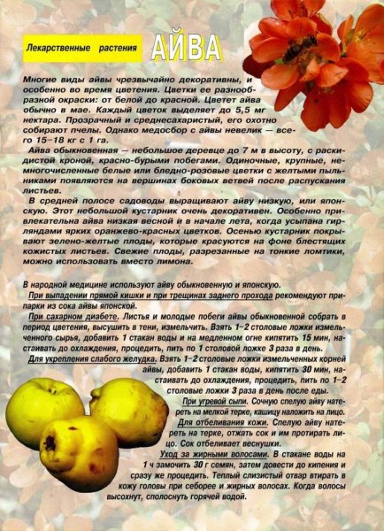 Айва