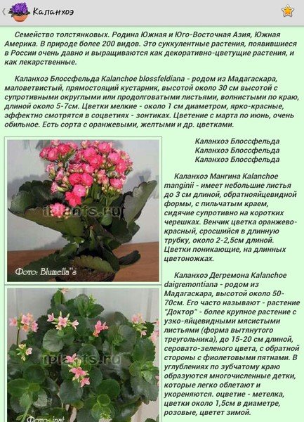 Каланхоэ