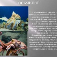 Осьминог