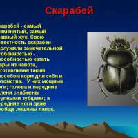 Скарабей