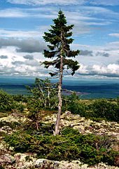 Старейшая ель в мире. 9950лет. Швеция.