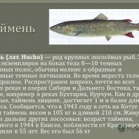 Таймень