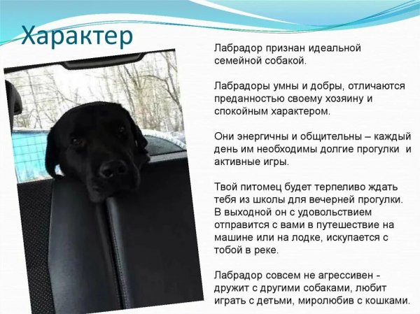 Лабрадор