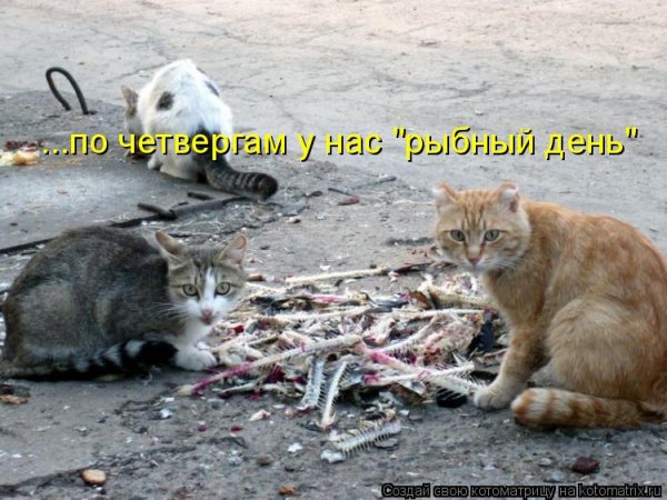 &quot;Рыбный день &quot;