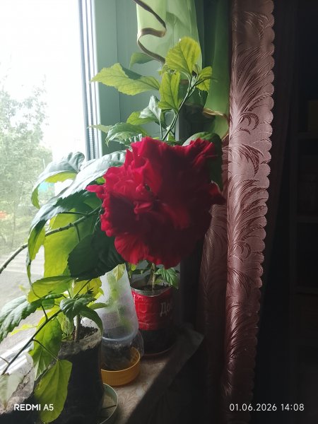 picture_413925062
