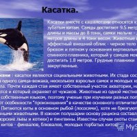 Касатка