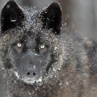wolf
