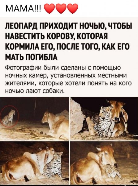 МАМА