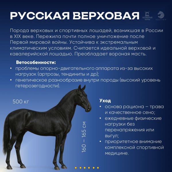 Русская верховая