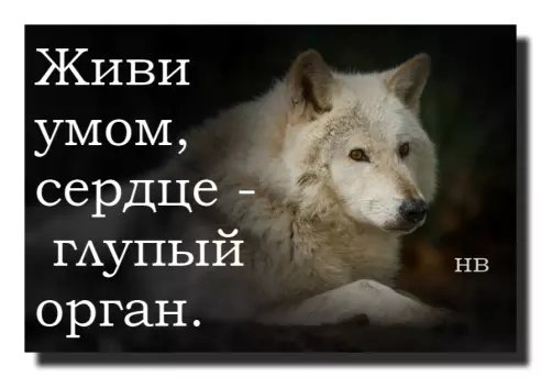 Сердце