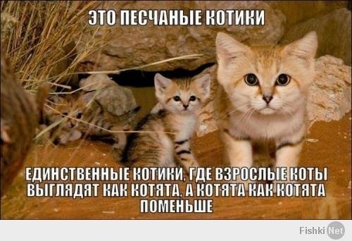 ))