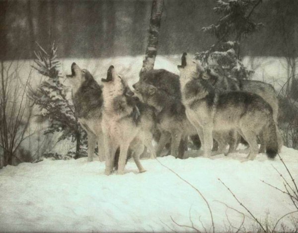 Волки