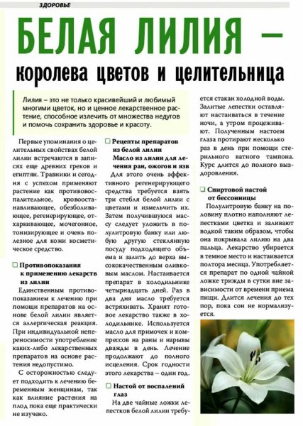 Белая лилия