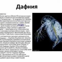 Дафния