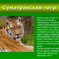 Суматранский тигр