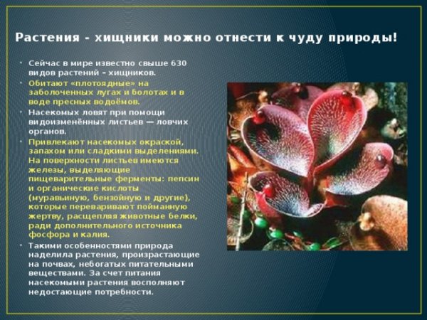 Растения - хищники