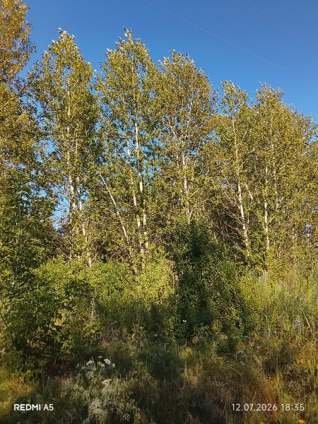 picture_419013256