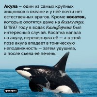 Акула