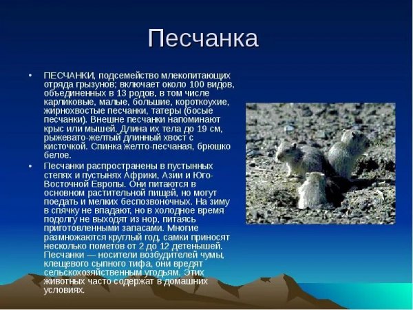 Песчанка