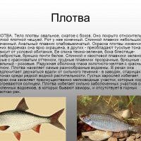 Плотва