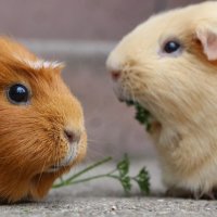 Guinea-pig-5287749 960 720
