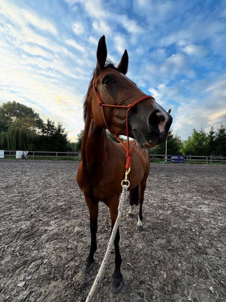 MEDIA # OF HORSE