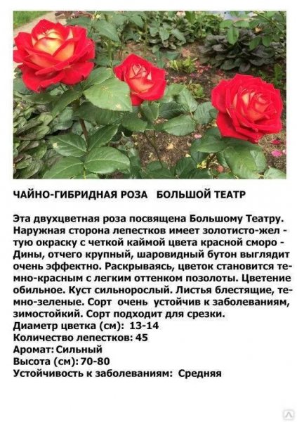 &amp;quot;Большой театр&amp;quot;