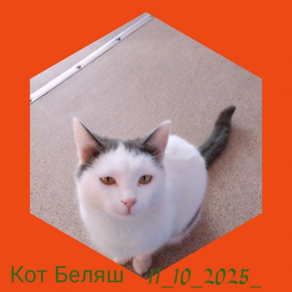 Кот Беляш 11 Октября 2025