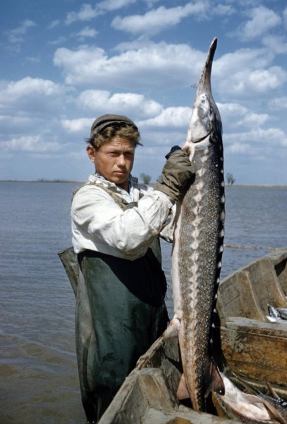 Ловля осетров в дельте Волги, Астрахань, 1960 год