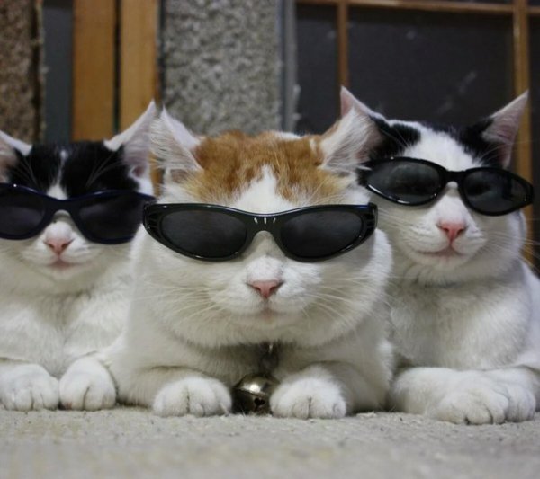 Крутые коты