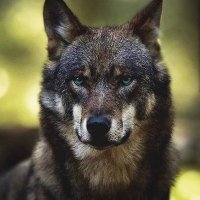 volf