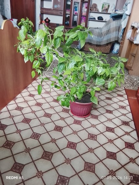 Гибискус