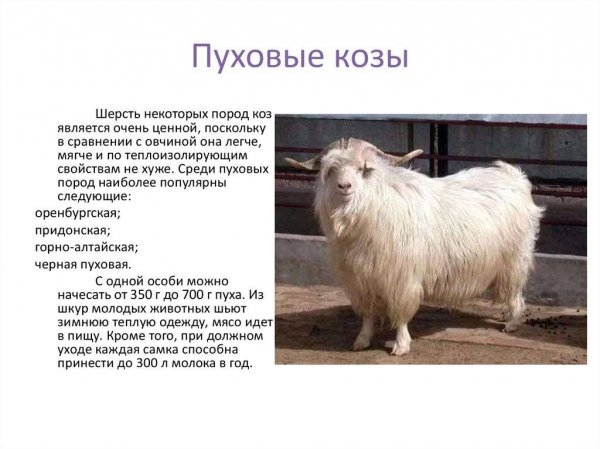 Пуховые козы
