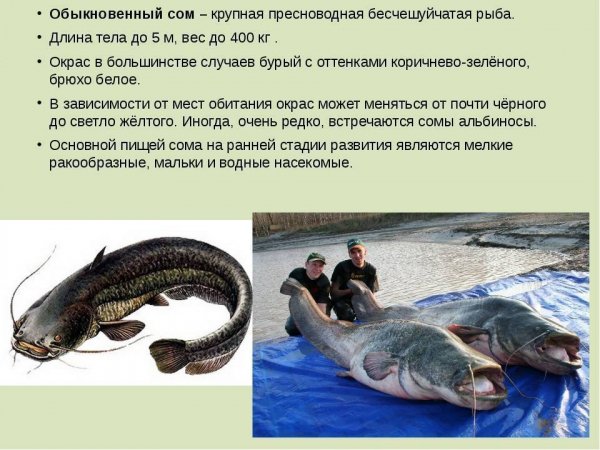 Обыкновенный сом