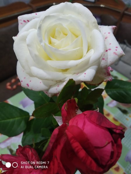 IMG 20210907 205421