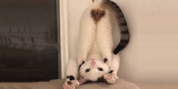 Butt-kitty-1