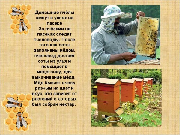 Домашние пчёлы