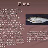 Елец