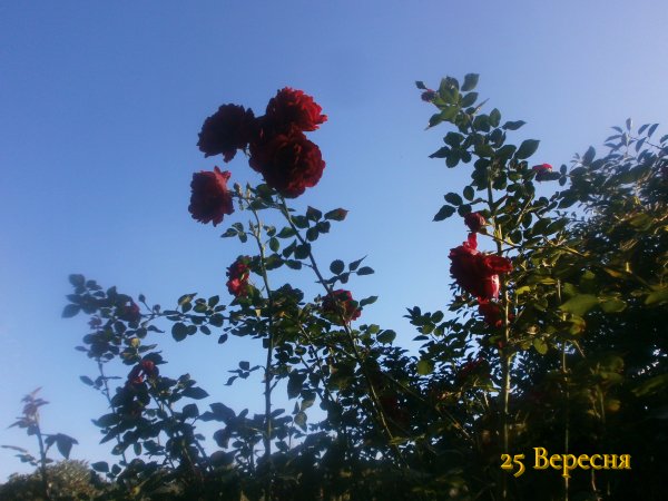 25 Вересня