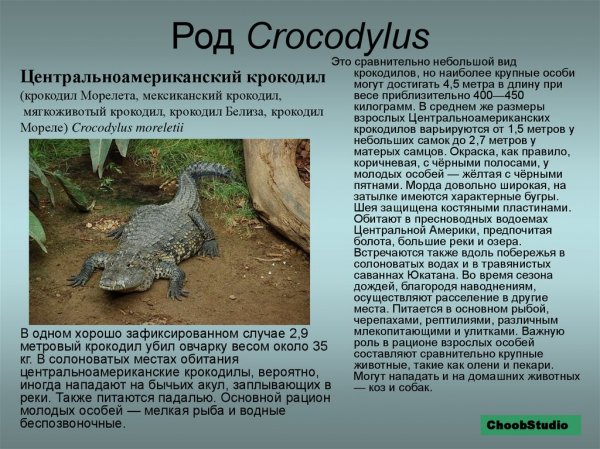 Центральноамериканский крокодил