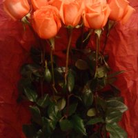DSC00147 розы